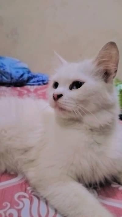 Persian double coat female cat For sale