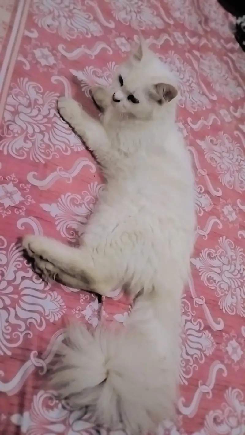 Persian double coat female cat For sale — photo 2