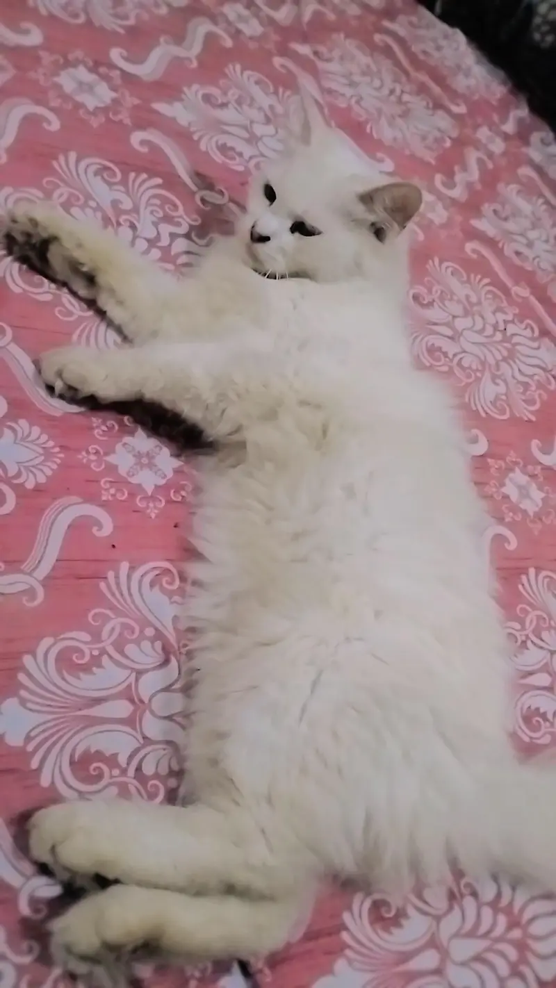 Persian double coat female cat For sale — photo 3