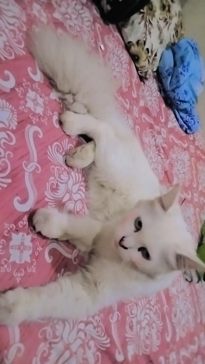 Persian double coat female cat For sale — photo 4