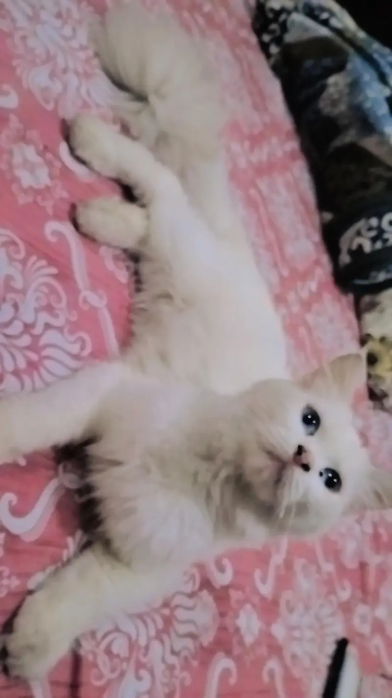 Persian double coat female cat For sale — photo 5