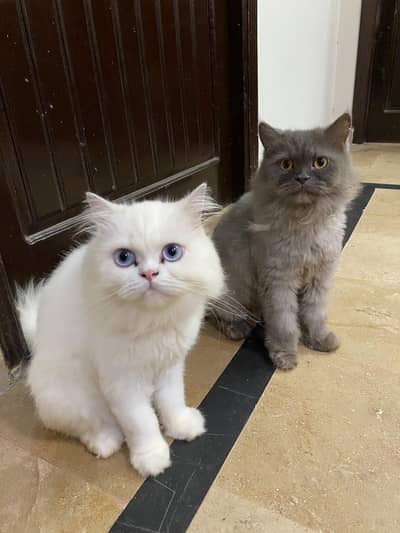 Persian cats