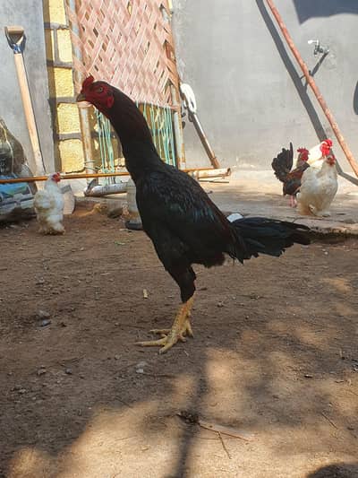 Aseel,Bantam,Japanese, ayam cemani