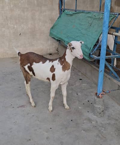 gulabi teddy ablak bakri goat tedy top quality
