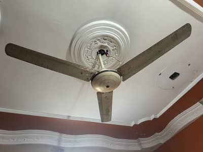 Fan sale