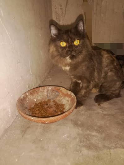 Persian cat for sale