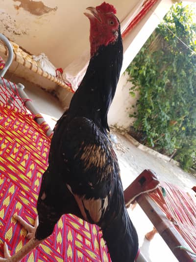 pure mushka aseel for sale location kpk swabi