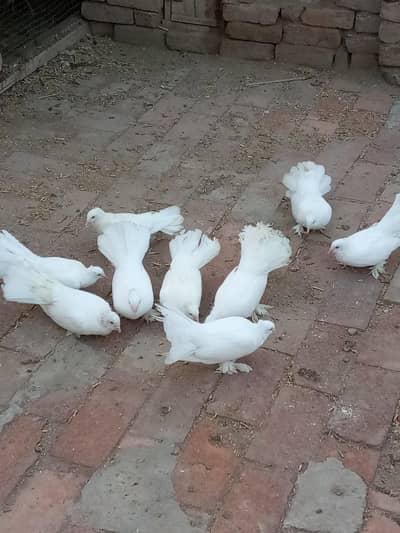 lucky pigeon
