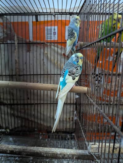 paeit pair