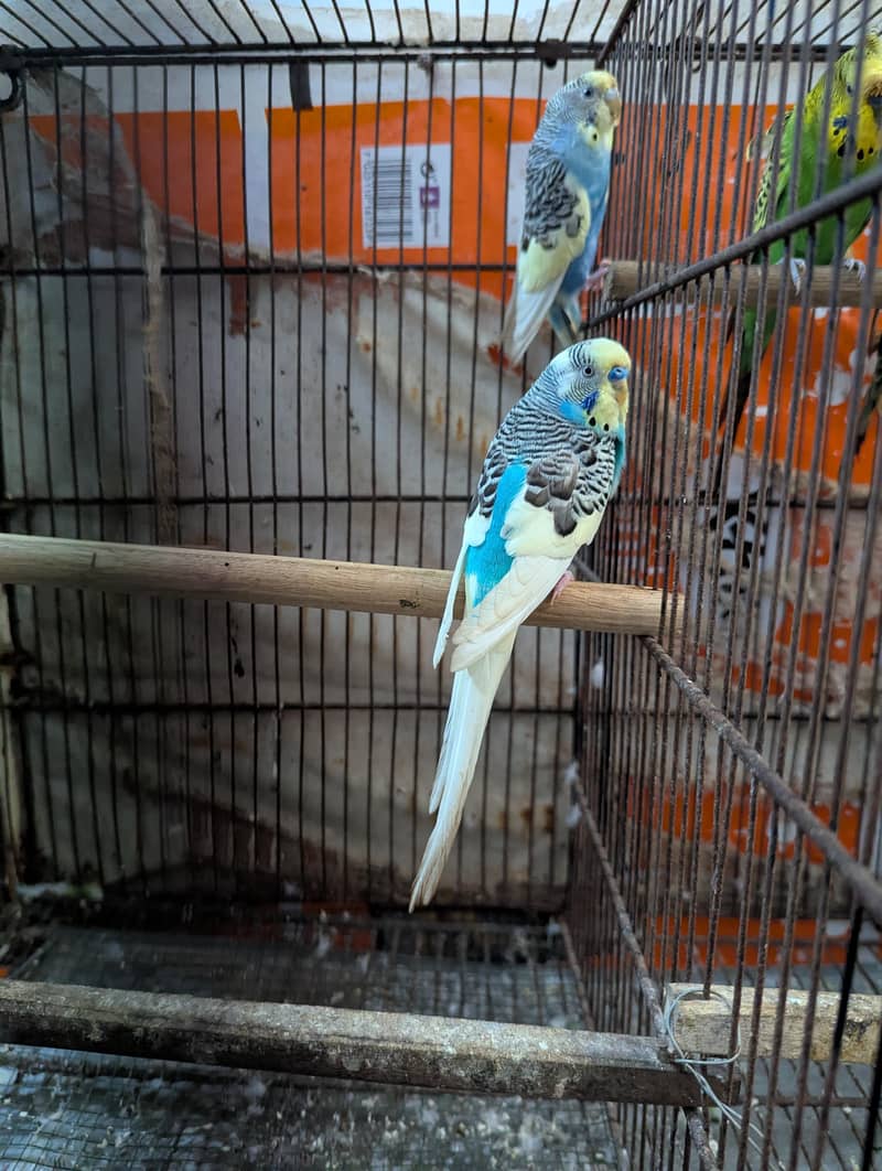 paeit pair 1