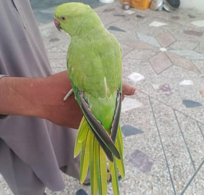 Ringneck Handtame Parrot for Sale