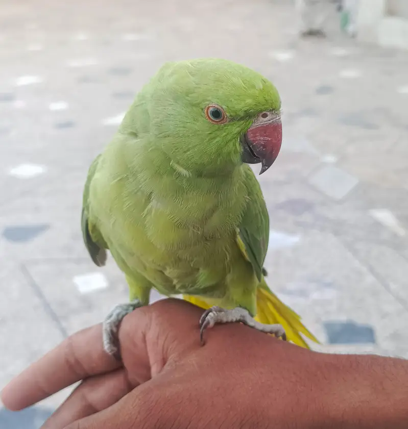 Ringneck Handtame Parrot for Sale — photo 2