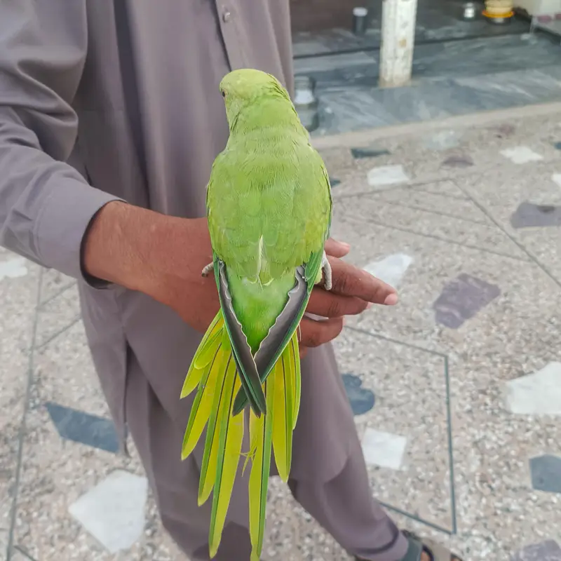 Ringneck Handtame Parrot for Sale — photo 3