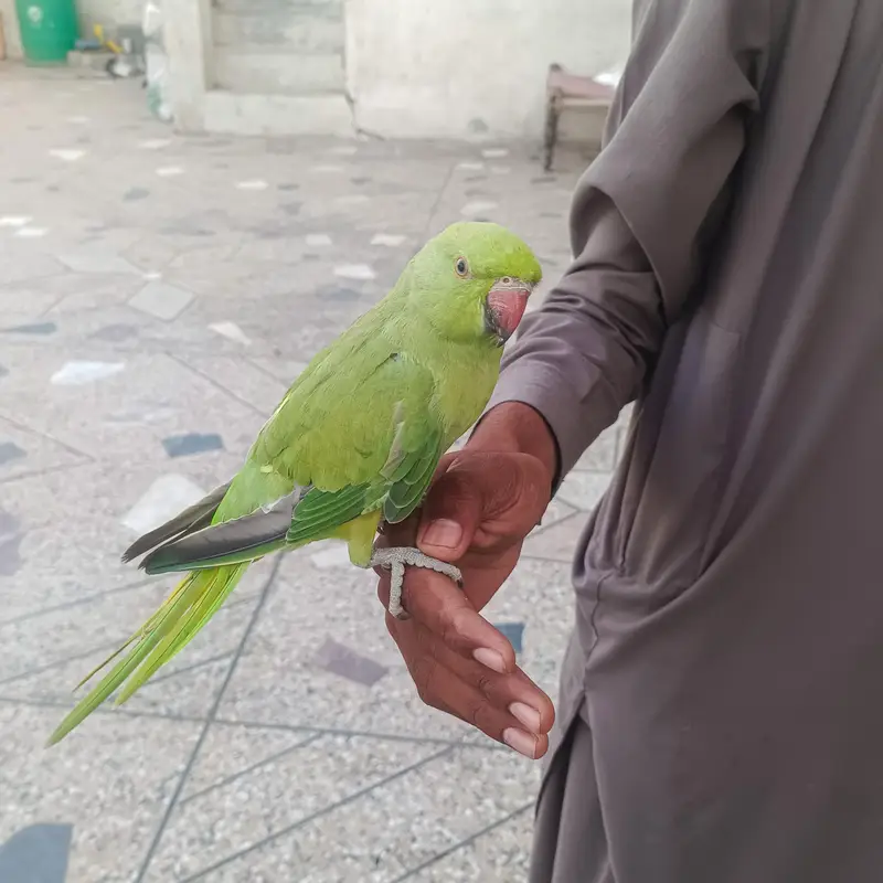 Ringneck Handtame Parrot for Sale — photo 4