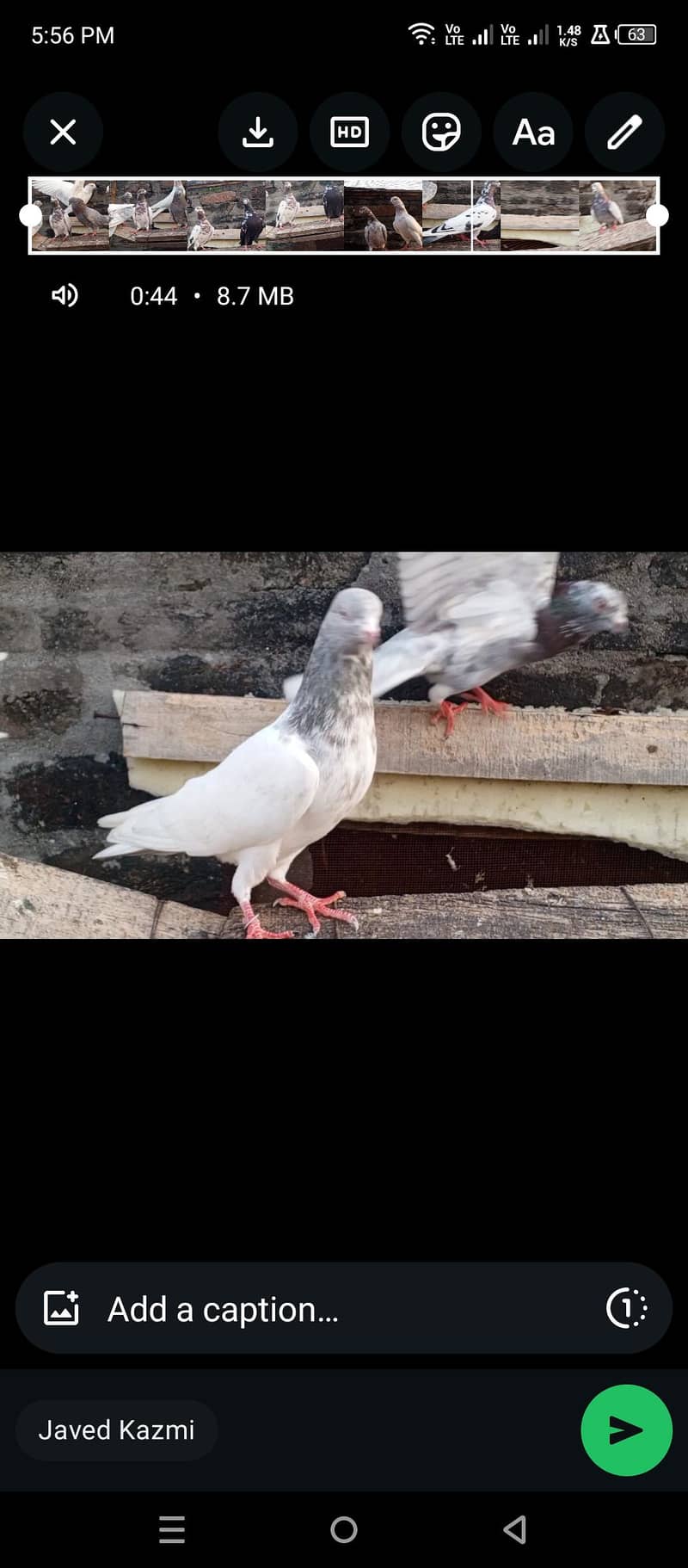 indian kabootar 3