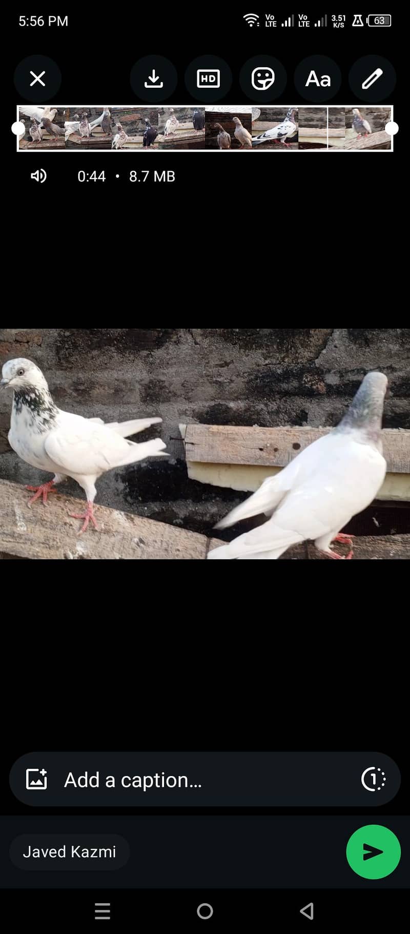 indian kabootar 4