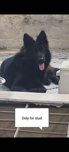 Long coat black shepherd only for stud.