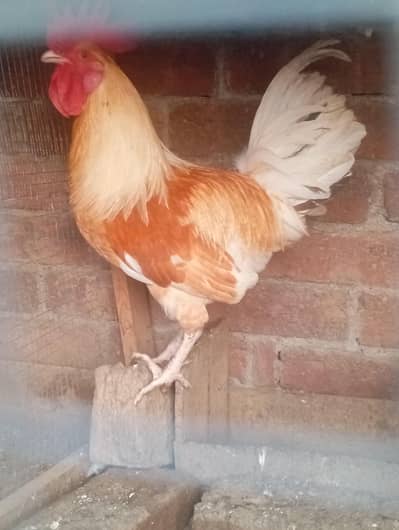 hen sale