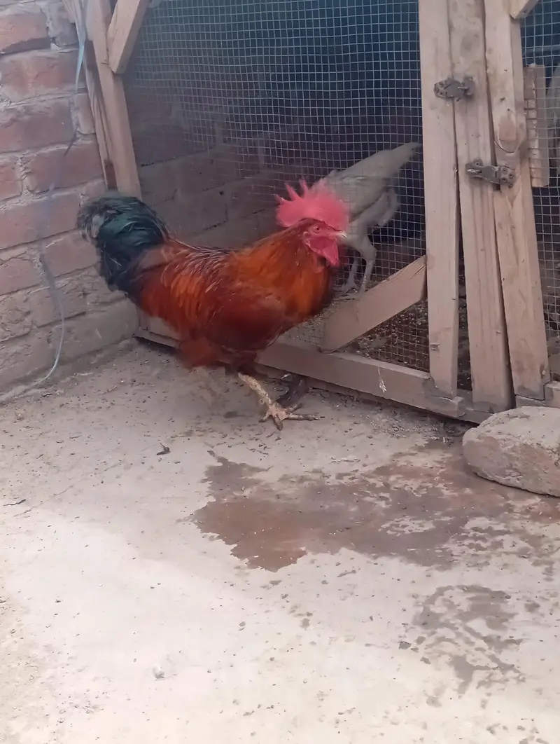 hen sale — photo 2