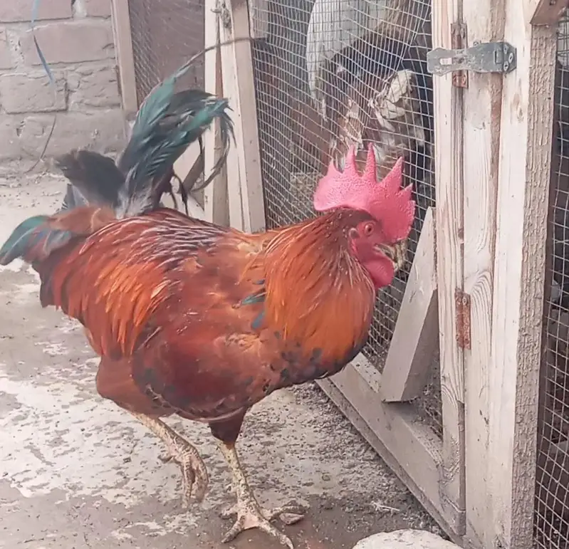 hen sale — photo 3