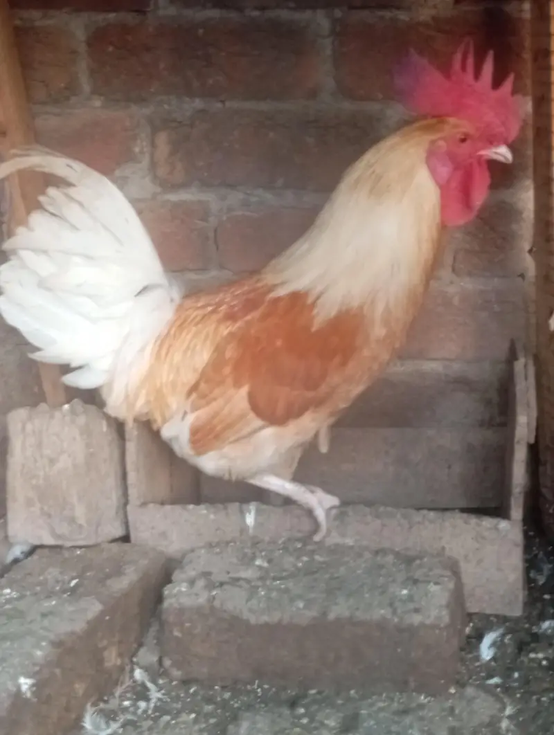 hen sale — photo 4