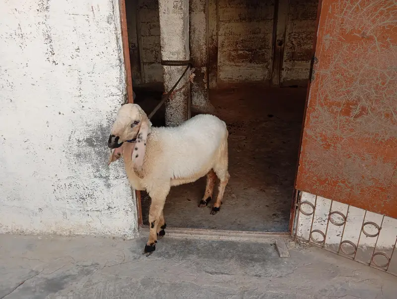 teddy goat and sheep — photo 2