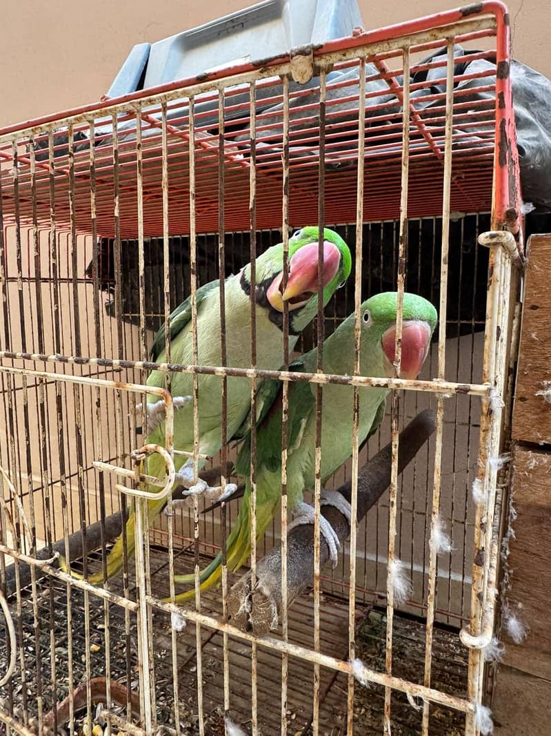Raw Breeding Pair 1
