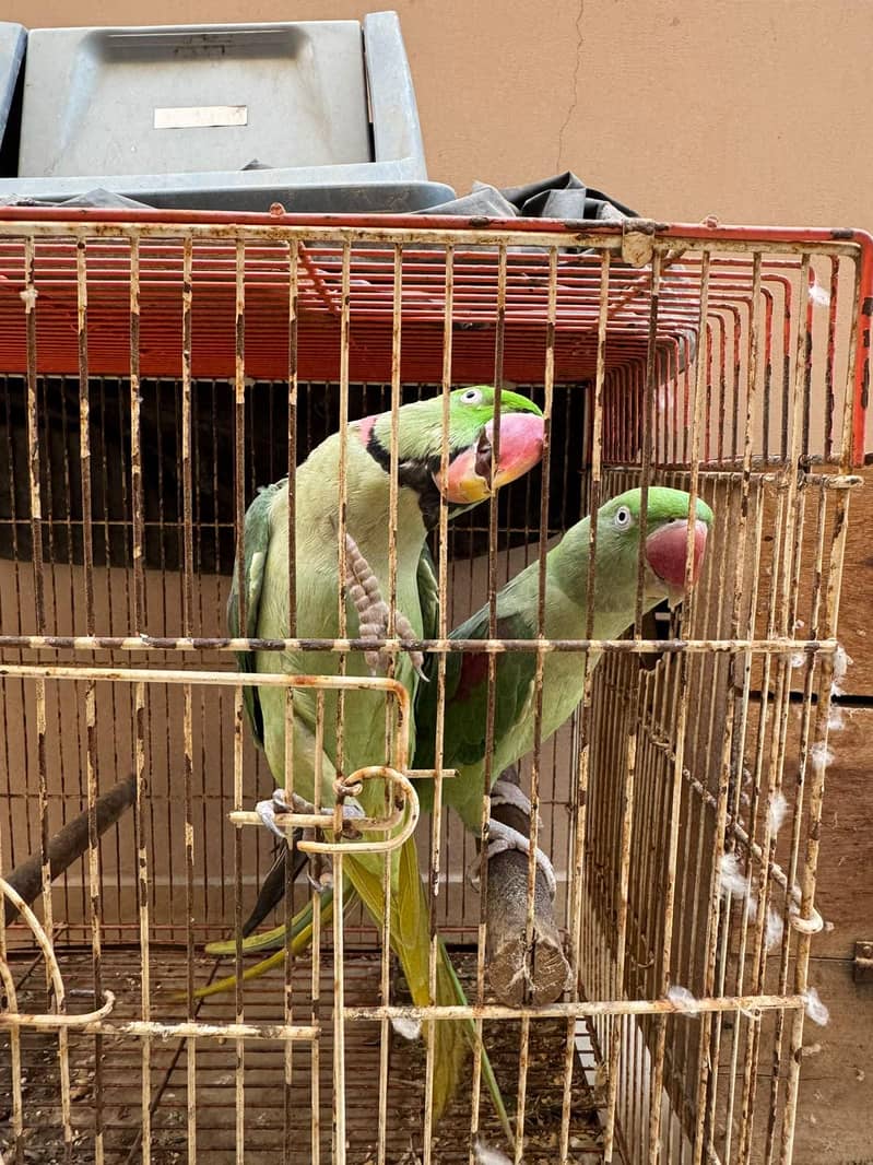 Raw Breeding Pair 2