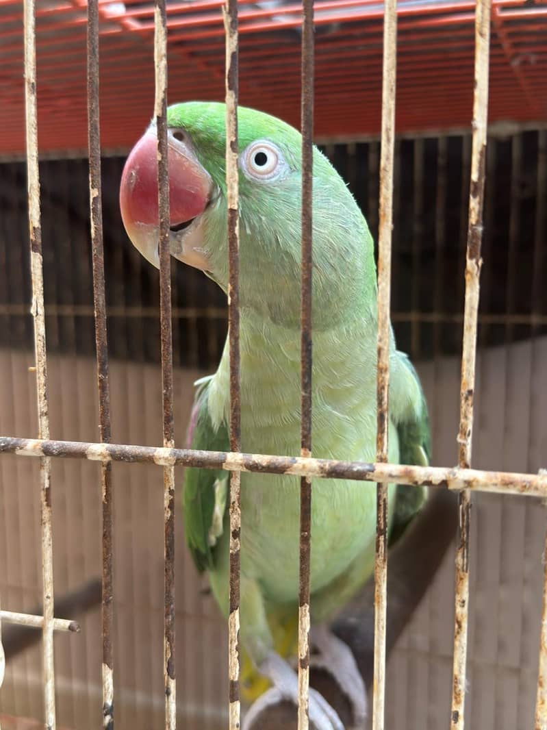Raw Breeding Pair 3