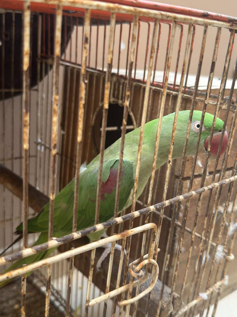 Raw Breeding Pair 5