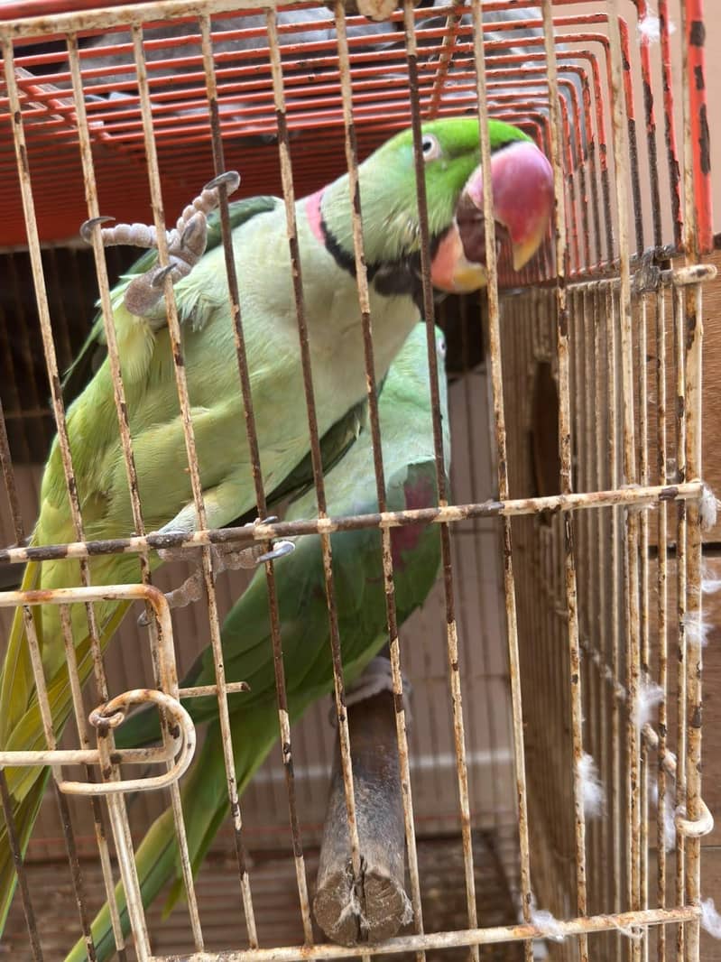 Raw Breeding Pair 6