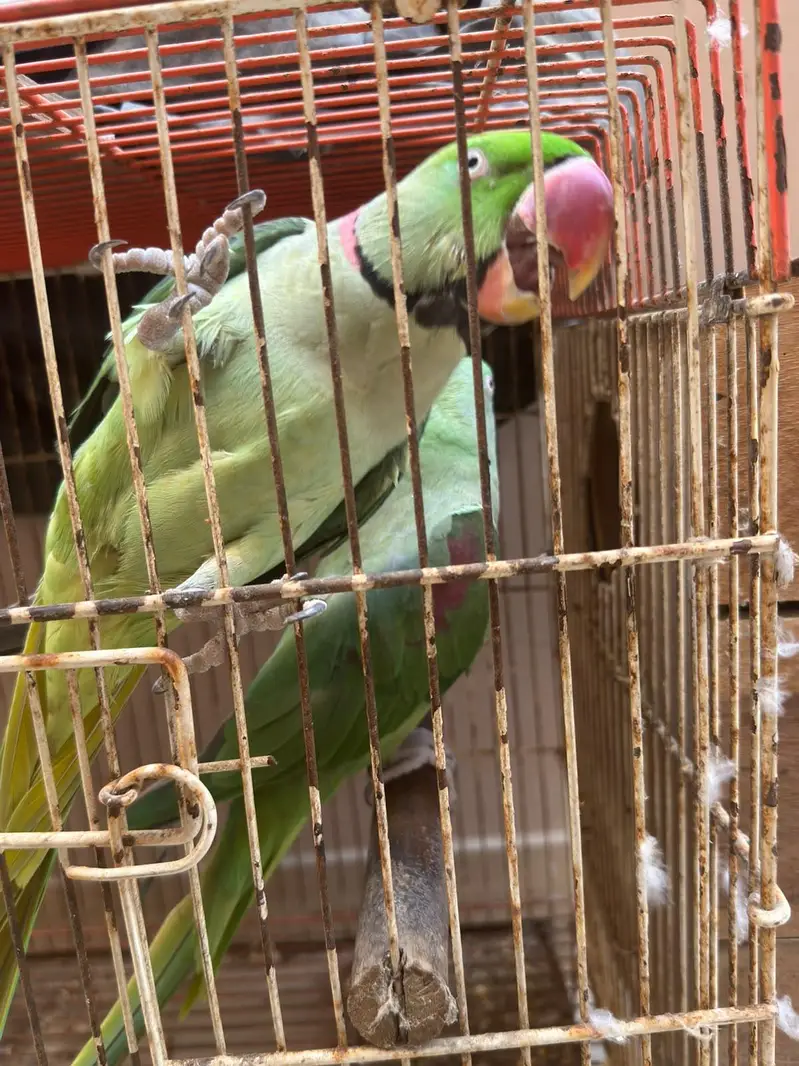 Raw Breeding Pair — photo 7