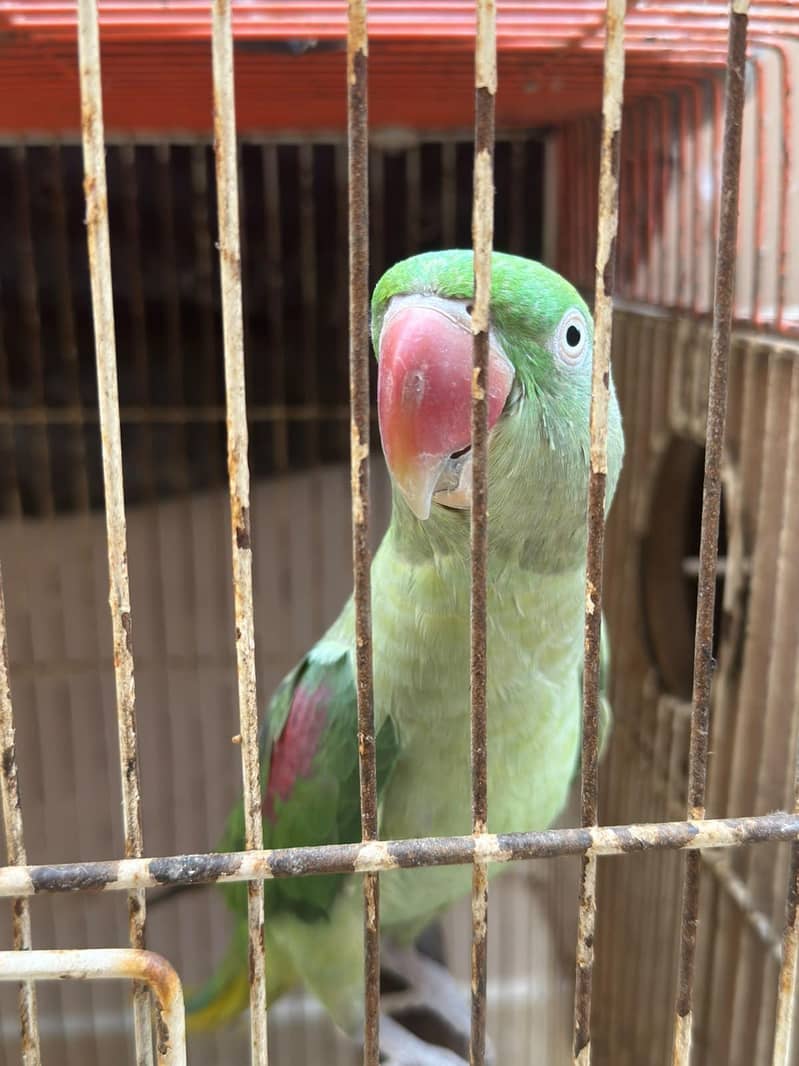 Raw Breeding Pair 7
