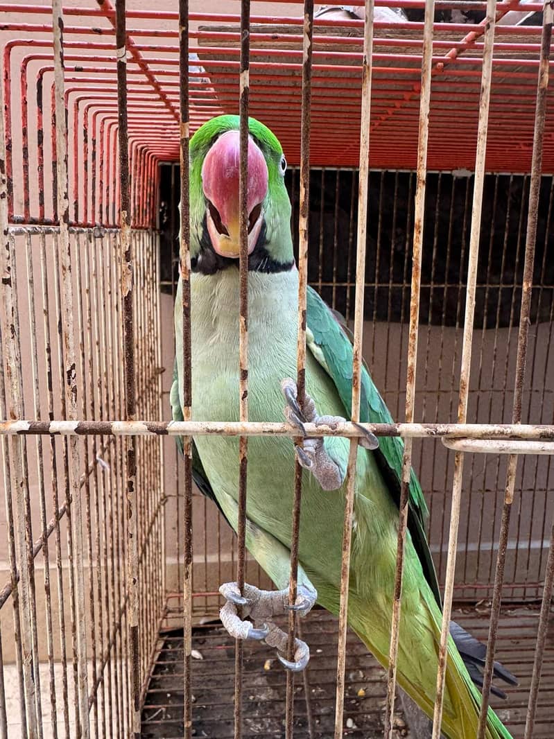 Raw Breeding Pair 9