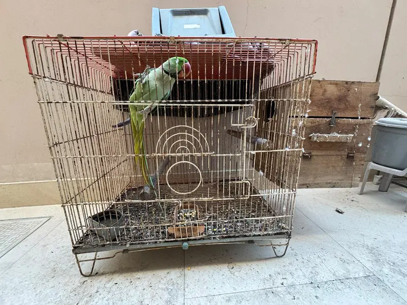 Raw Breeding Pair — photo 12