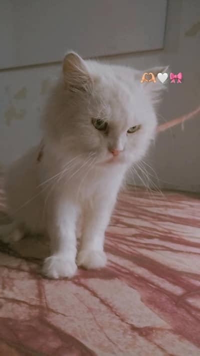 female cat