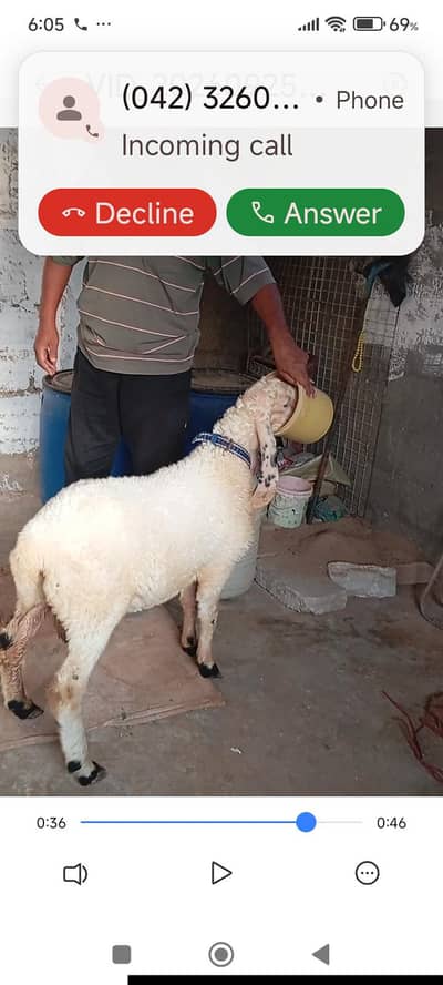 teddy goat and sheep