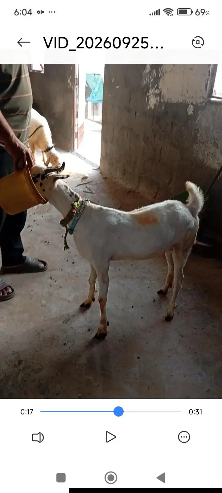 teddy goat and sheep — photo 3