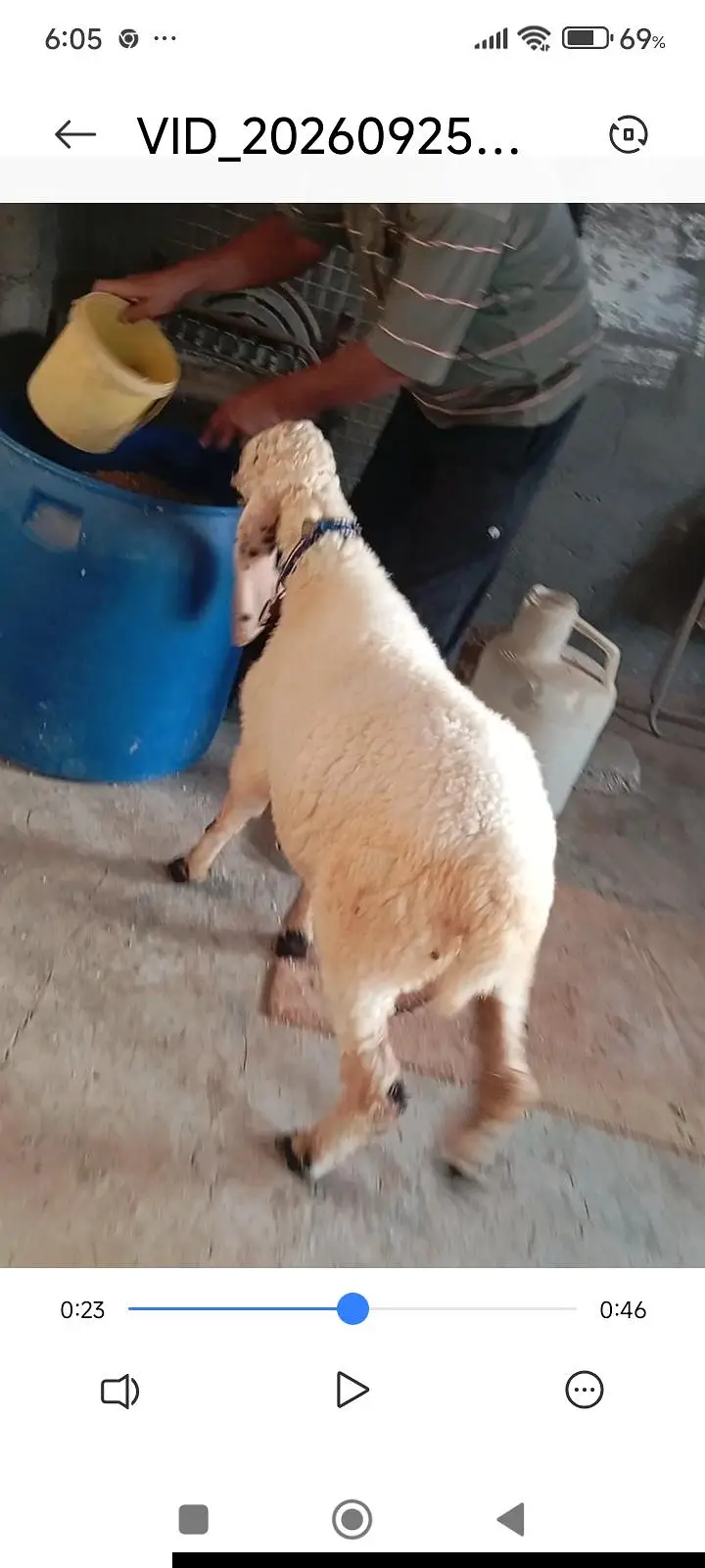 teddy goat and sheep — photo 4