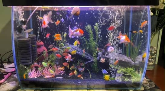 CURVED 3D Aquarium