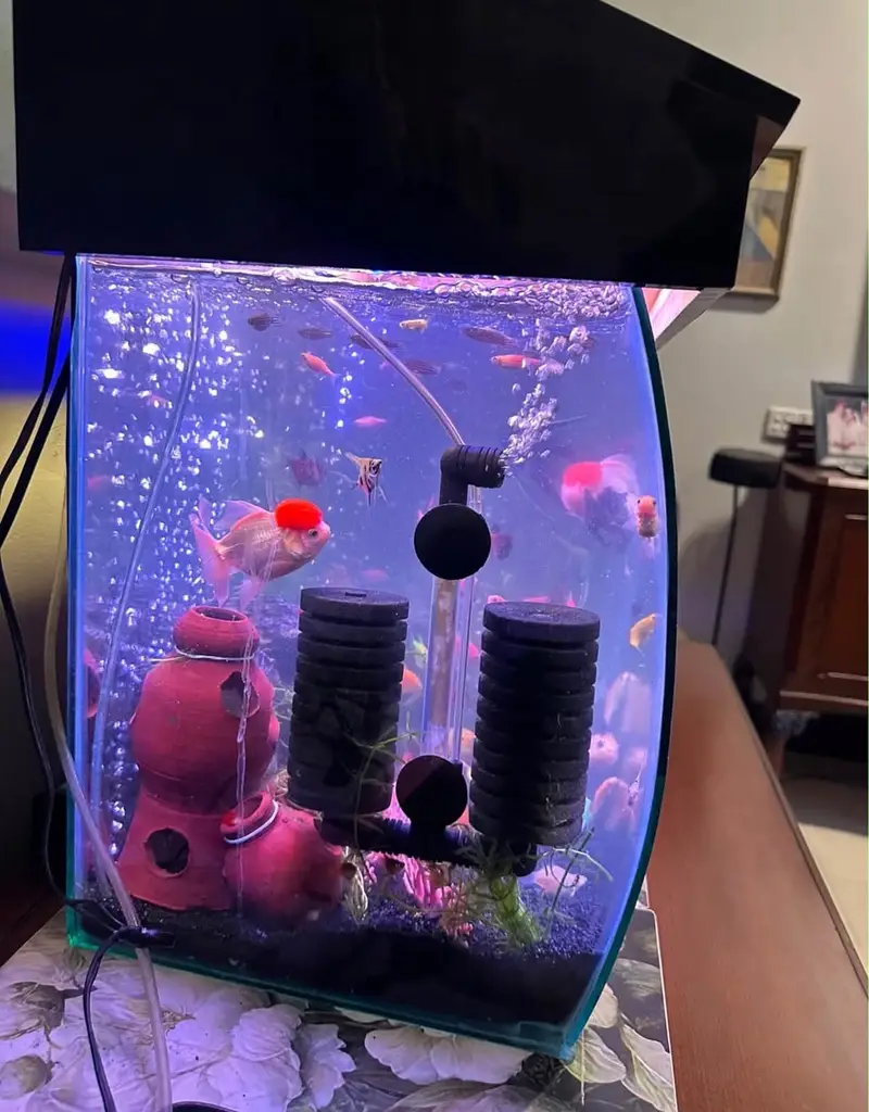 CURVED 3D Aquarium — photo 2