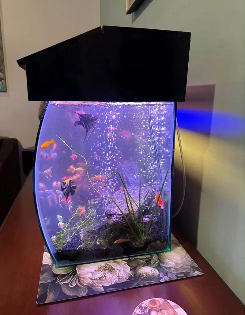 CURVED 3D Aquarium — photo 3