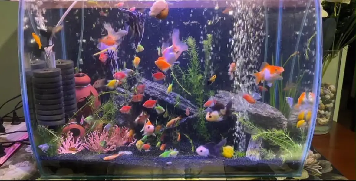 CURVED 3D Aquarium — photo 4