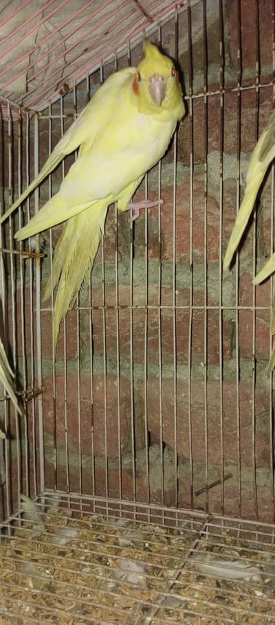 cocktail parrot 2 male 1 female