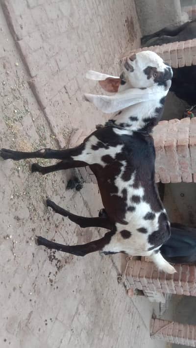 (دو دانت) بکرا برائے فروخت