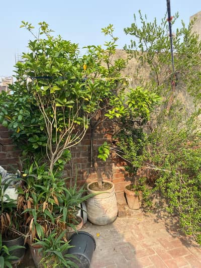 plants