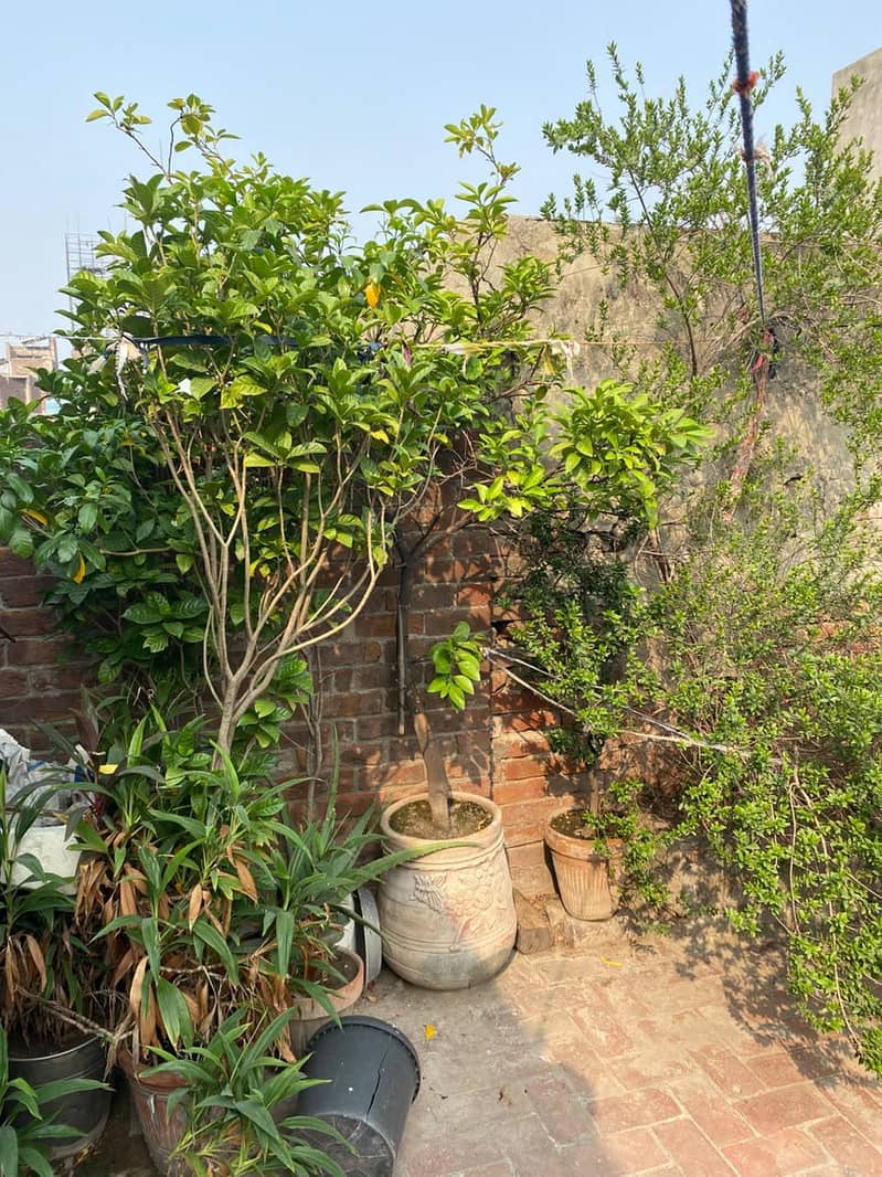 plants 0
