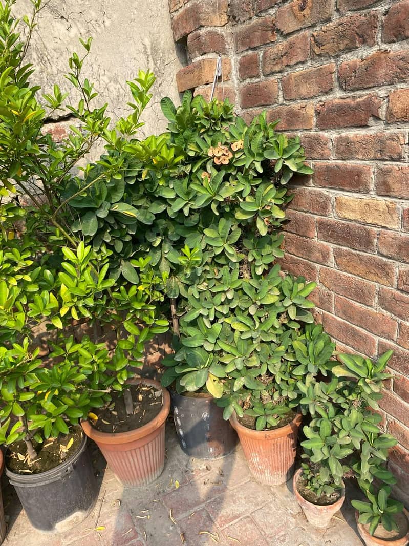 plants 2