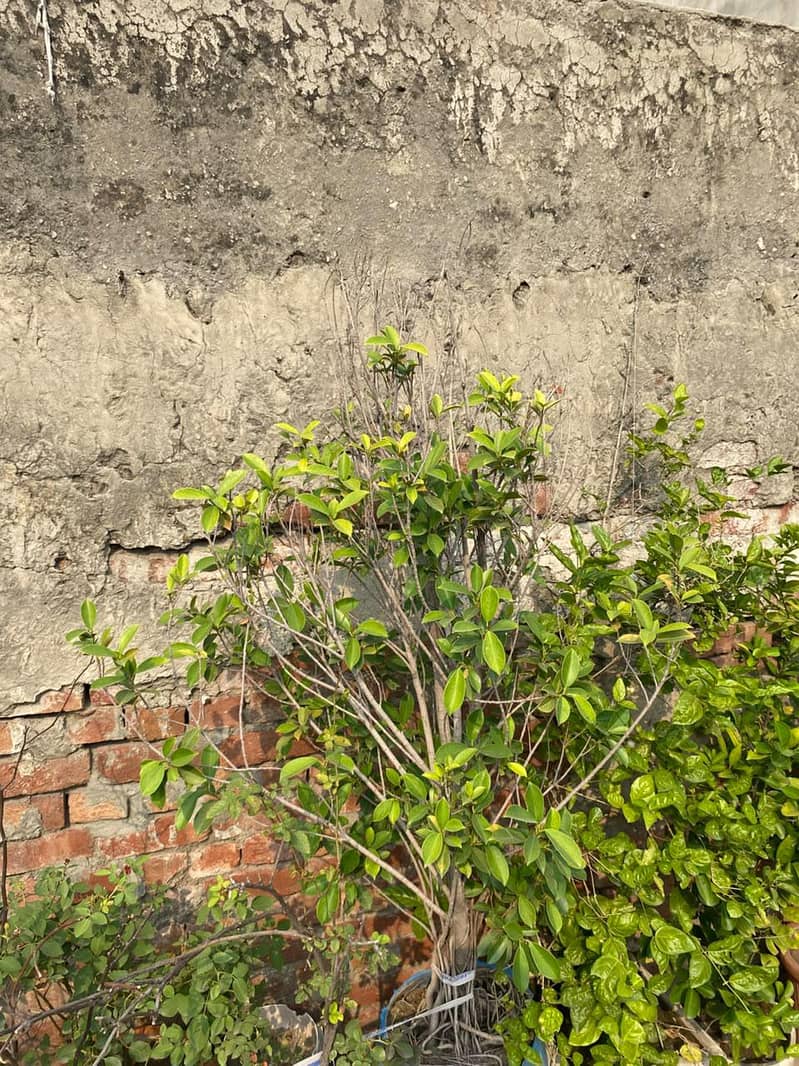 plants 3
