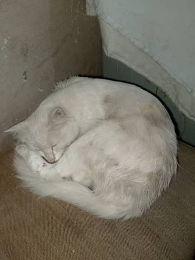 White cat